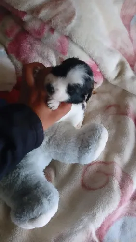 CACHORRO FILHOTE