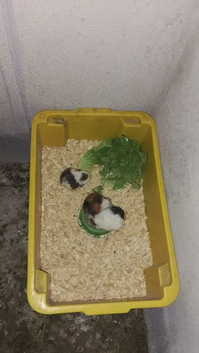 Porquinho da índia