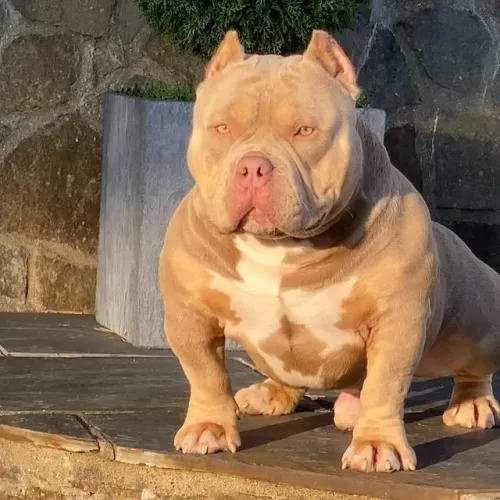 Americam Bully z mais pedigree grátis c parcelo até 18x 
