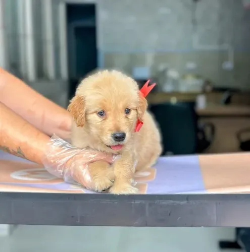 Golden Retriever fêmea de alto padrão com pedigree, pronta entrega