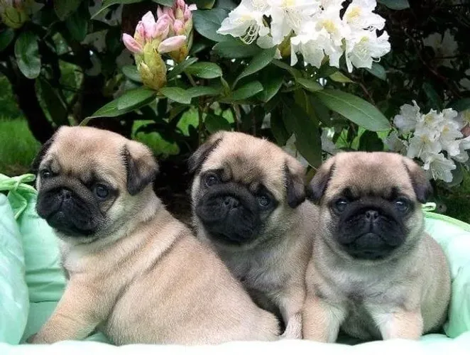 Baby pug super dócil brincalhão e saudável vacinado em dia