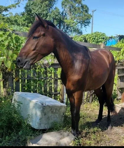 Estou vendendo um cavalo e uma égua de raça boa 
