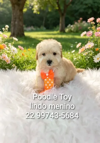 Poodles 