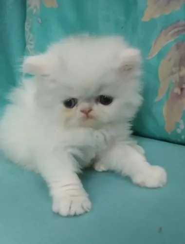 Gato persa show