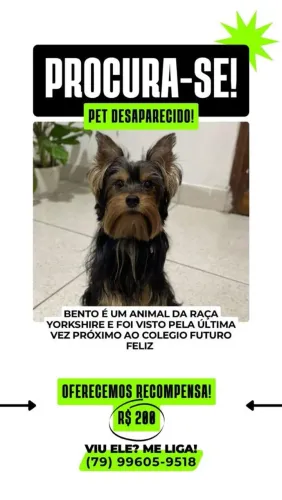 PROCURA SE CACHORRO YORKSHIRE