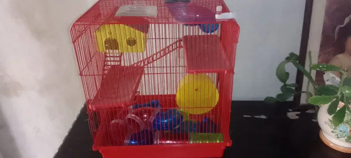 Vendo gaiola de Ramister com um endar