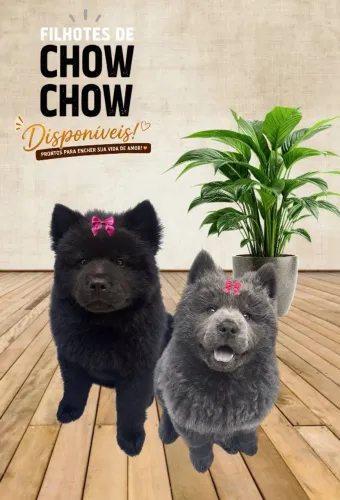 Chow Chow fêmeas