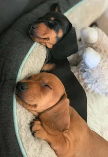 Dachshund Filhotinhos