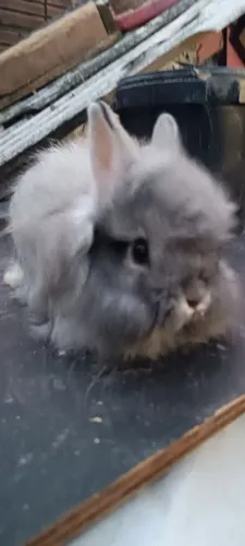 Mine Lion Head