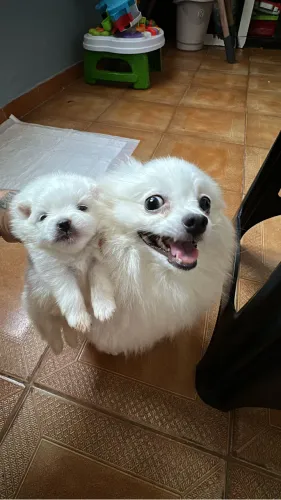 Filhote spitz alemão
