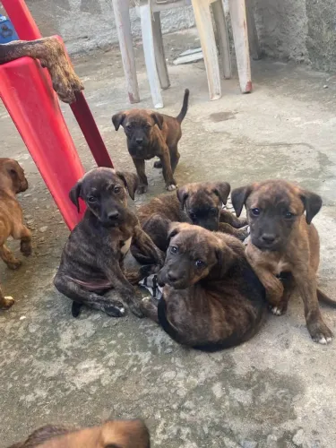 Estou doando cachorro
