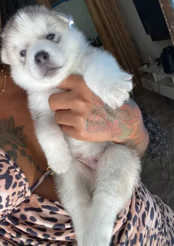 Vendo Husk siberiano filhotes 3 disponíveis $1.000 com conversa