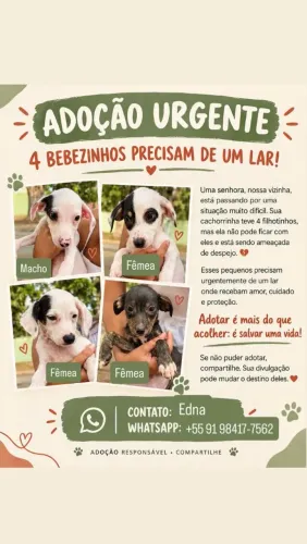 Doação de cachorro