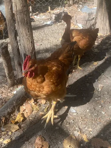 Frangos para recria é ótimo crescimento e peso