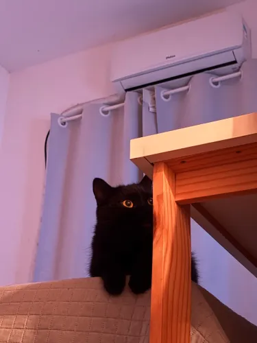 Gato para adoção 