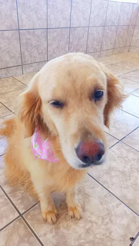 Doação Responsável 