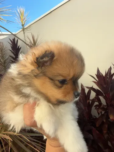 Spitz alemão anão Ursinho fêmea- Pedigree cbkc