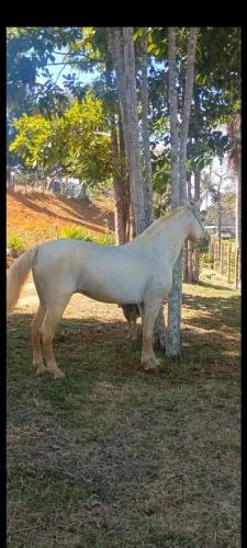 Cavalo branco inteiro marcha picada