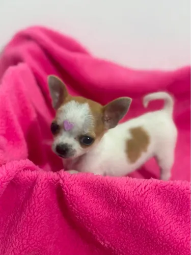 Chihuahua miniatura 