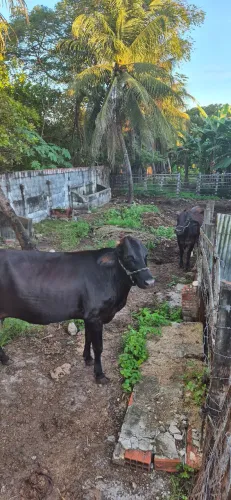 2 Vacas Leiteiras e 2 Bezerros Oportunidade de Negócio