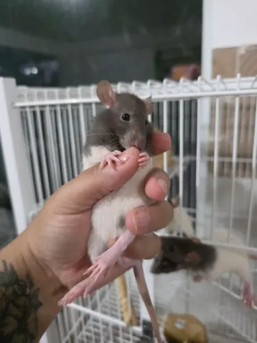 Rato twister