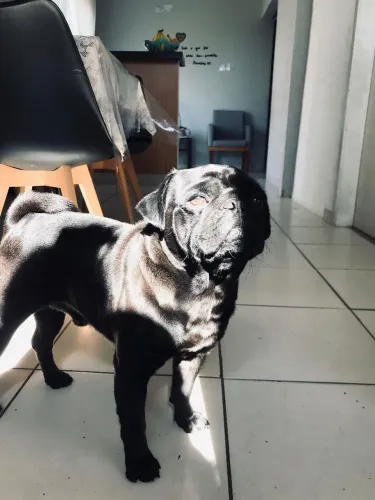 Procura se uma namorada