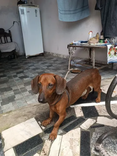 Cachorro salsicha