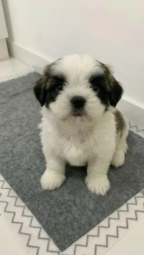  Shih tzu filhotes 