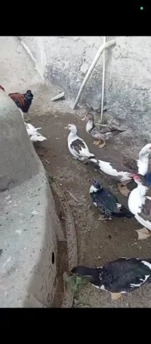Patos e outras aves