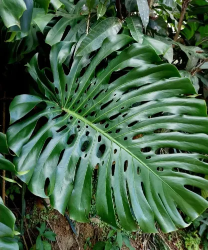 PLANTA Costela De Adão