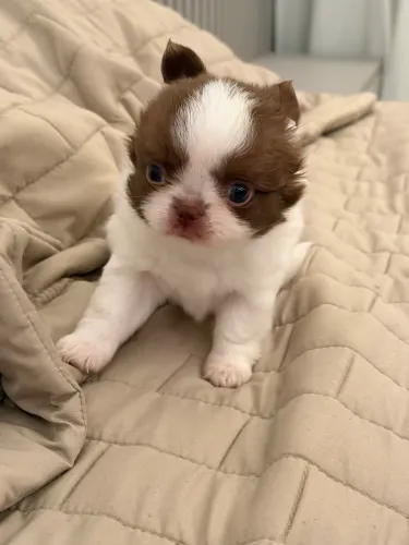 Chihuahua- Sensação do Momento- Belos Filhotes de Altíssimo padrão 