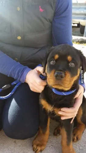 Rottweiler Uma fofura que vai transformar sua rotina