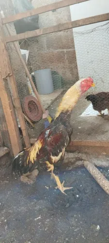 Frango mura