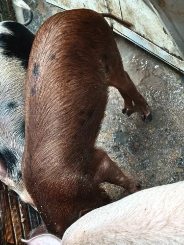 Porco caipira,raridade de encontrar essa raça 