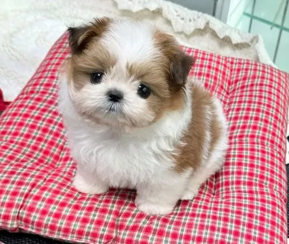 Encontre conosco seu lindo bb de Shih Tzu!!! 