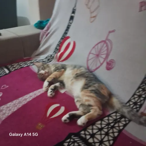 Gata para adoção 