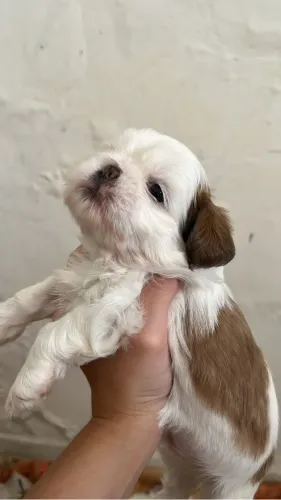 Filhotes de cachorro shitszu 