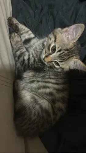 Doa-se gato filhote