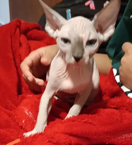 Gato sem pelo