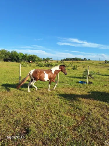 Potra Mangalarga Marchador (sem registro)