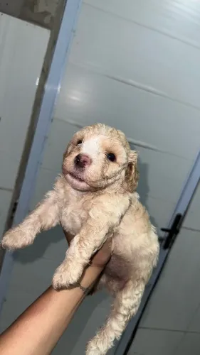 Filhotes de poodle 1