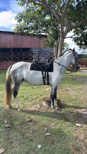 Égua paint Horse