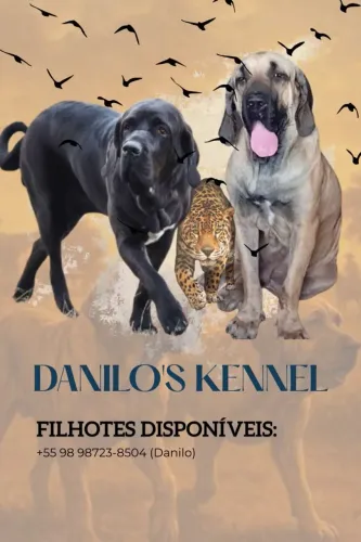 Venda de filhotes fila brasileiro chamar no zap acertar venda *