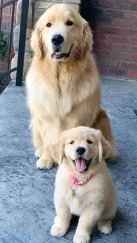 Dois Golden Retriever muito inteligentes para te ensinar
