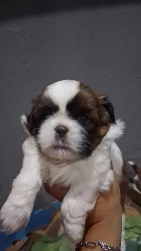 Cachorro shitzu macho