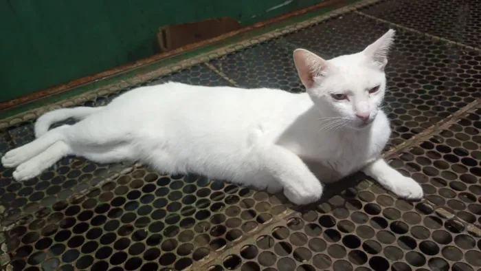 Tire uma gata da rua