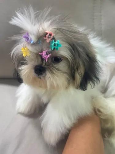 Filhote de shih tzu