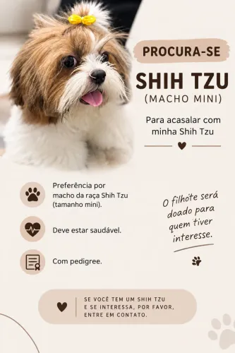 Procuro Shih Tzu Macho Mini para Acasalamento - Pago com Filhote