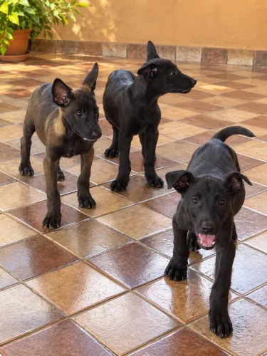 Filhotes de cachorro disponíveis - saudáveis e ativos