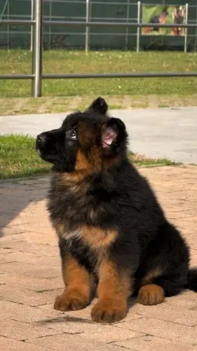 Pastor quem não quer peludao parcelo